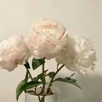 花草头像图片大全真实女人的花草招财头像