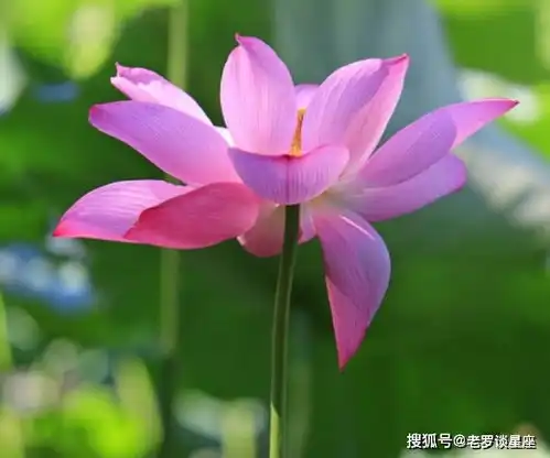 十二生肖中最旺孩子的三大生肖女,一个比一个有出息,有你吗