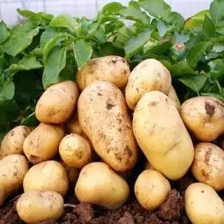 多家品牌薯片致癌物超标消委会回应不必过于紧张,请理性对待