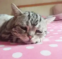 日本抱抱猫萌翻网友自带暖男光环主动搂抱小动物