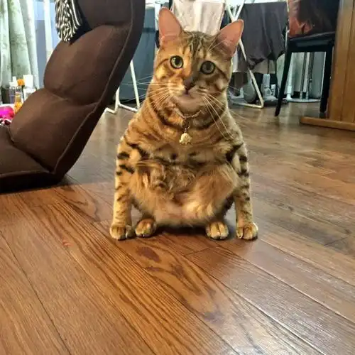 孟加拉猫扮企鹅,后面猫咪表情渐渐害怕我到底看了什么