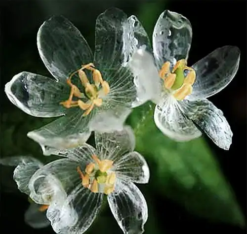 世界上最纯洁的花,花瓣透明如水晶,每当下雨就会变脸