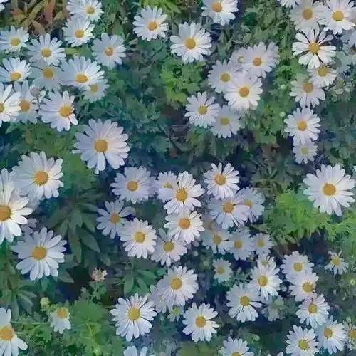 朋友圈背景图