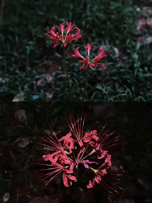 曼珠沙华2刹那永恒来自小红书网页版摄影彼岸花