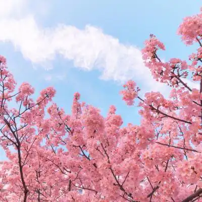 唐朝盛世tv官网