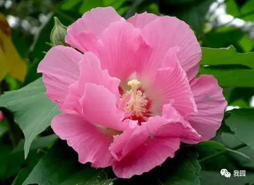 木芙蓉