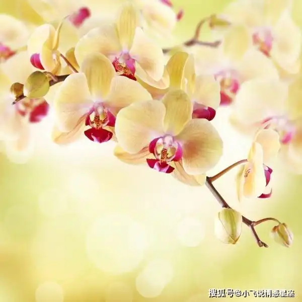 很直男的三个生肖,经常惹老婆生气,从来不会主动