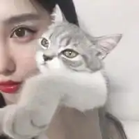 qq女生头像抱猫咪