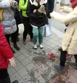 山东女大学生跳冰湖救野兔野兔被救起后放生图