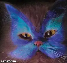 美国现在流行染猫,可怜了猫咪