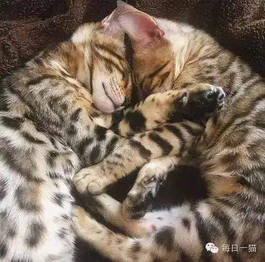 冷艳喵小姐第三百六十八章