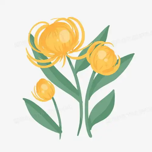 清新唯美手绘原创菊花免抠元素png图片素材免费下载psd格式20002000像素熊猫办公