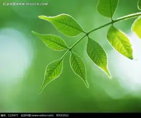 阳光下的一根嫩枝图片1125477花草树