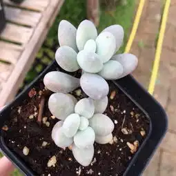 美人多肉植物