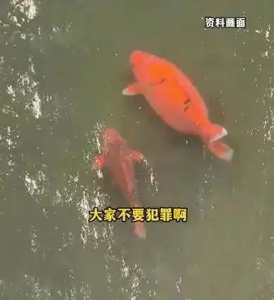 保安高喊大鲤鱼撑死了,趵突泉景区回应