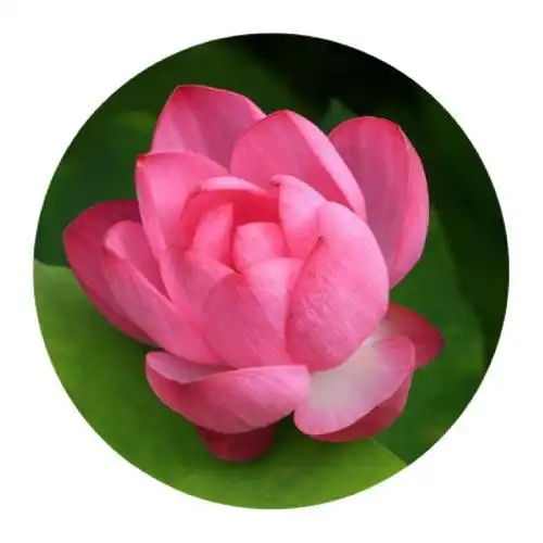 最适合微信头像的图片,超美的花朵组图16p