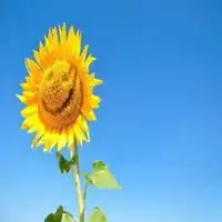 阳光积极头像微信头像图片大全