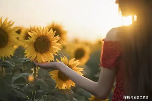 15张向日葵花海人像照片,总结9个模特拍摄姿势,拍自然生动照片