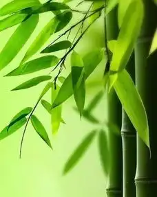 有一种心境,叫顺其自然