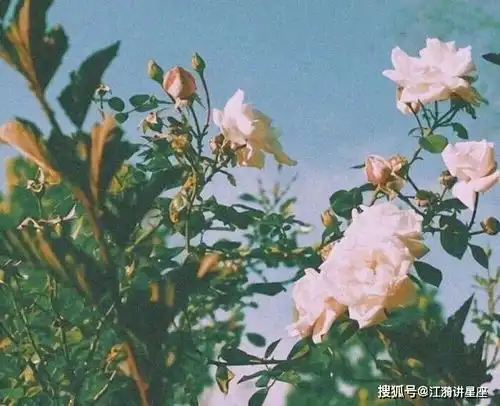 不仅有魅力,更有活力的星座,个性鲜明,在哪里都招人喜欢