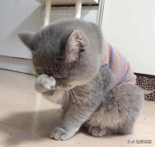 楚楚可怜小猫咪,第一眼有让你心动吗