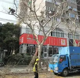 柳絮杨絮满天白毛是什么植物小百科