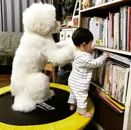 最萌身高差标准贵宾犬保护正太弟弟让人都融化了