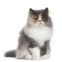 养猫数全球第五与猫合葬法国其实是当之无愧的吸猫大国