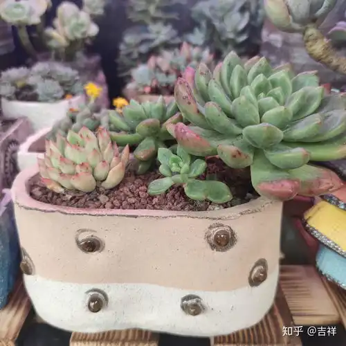哪些多肉植物是你非常稀罕的品种