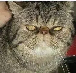 养只猫就跟养个女朋友一样,哎呀我的小祖宗诶