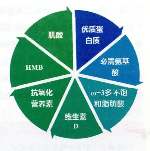 肌酸快速供能,增加瘦体重多种营养素,联手抵抗肌少症4
