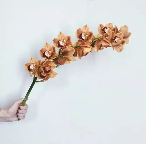 年宵花的正确打开方式,寓意花型都美好