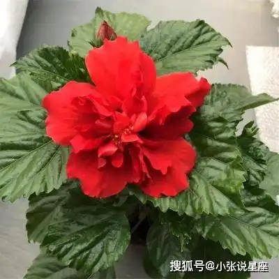 越老越迷人的3个生肖女,喜欢打扮,也会打扮,到老都有追求者