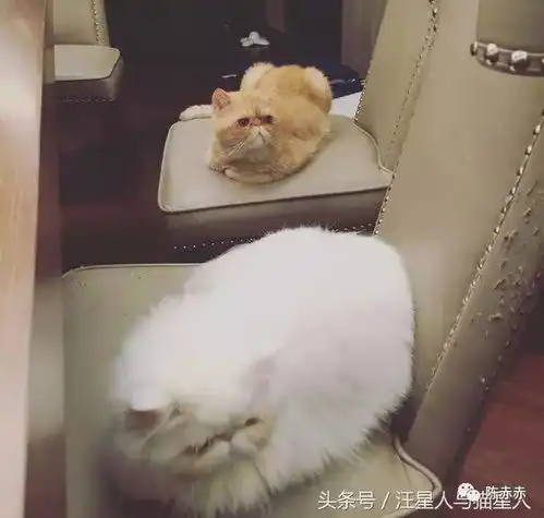 天才陈赫家的汪星人与猫星人,萌萌哒