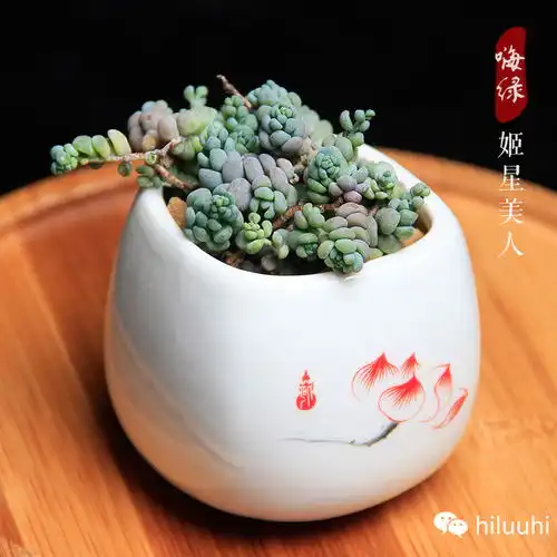 精品图说多肉植物美人系列,惊艳无比