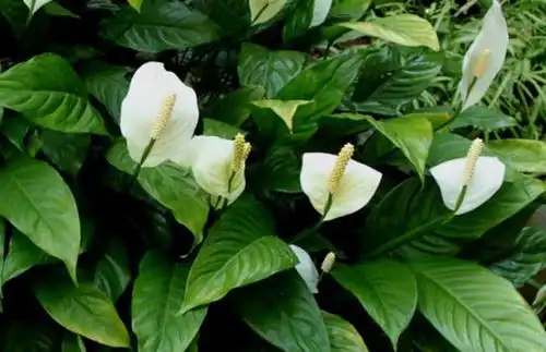 6种植物,能净化空气,适合放在阳光灿烂的厨房阳台