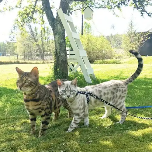 吸猫大会孟加拉豹猫korvendraken
