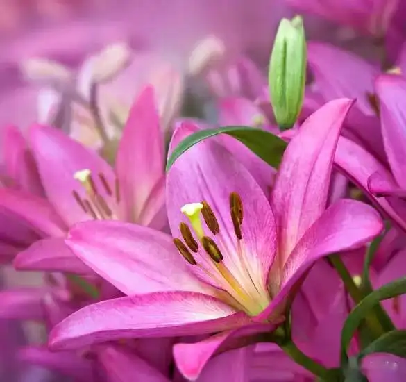 唯美百合,与君共赏