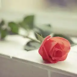 rose