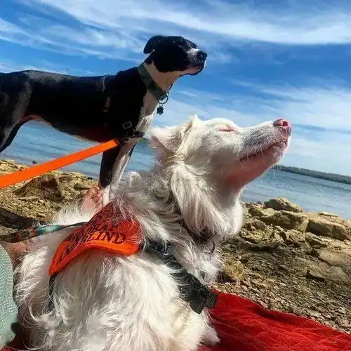 又聋又盲的狗狗,每天是这样醒来的......