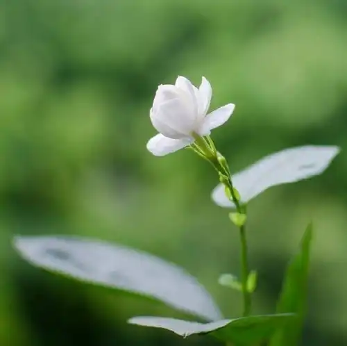 最漂亮早安问候语图片,触碰心底,分享到朋友圈