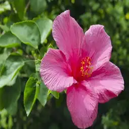 芙蓉花图片,芙蓉花图片大全