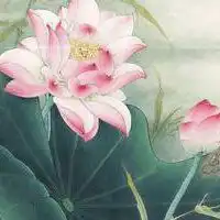微信头像荷花景色微信头像图片大全