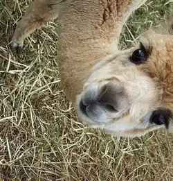 yo请看我时了个髦的长睫毛哟
