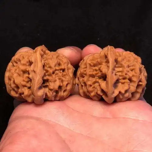 你的文玩核桃底部会露仁吗