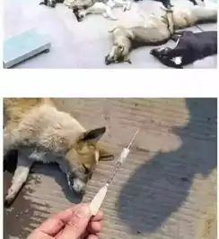 缺爱的宠物,它们有多可怜中华田园犬正在消亡