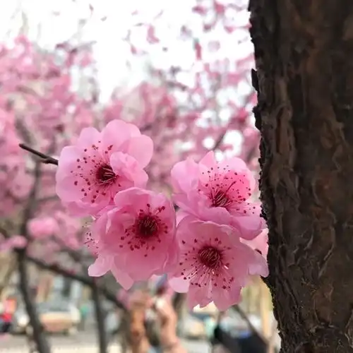 想问一下图上这两种春天的花是什么花呀