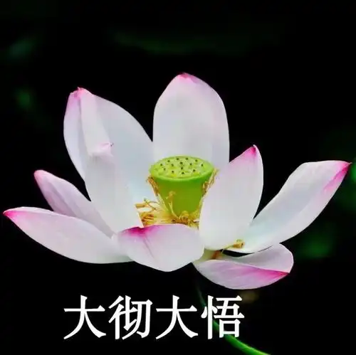你找了很久的中老年潮流头像