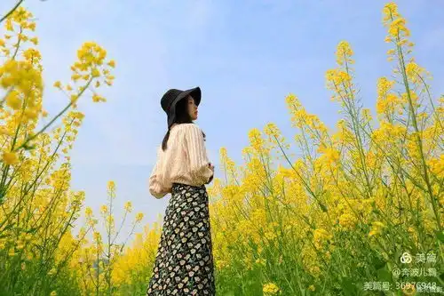 蓬溪超大片油菜花海太震撼少女心已炸裂
