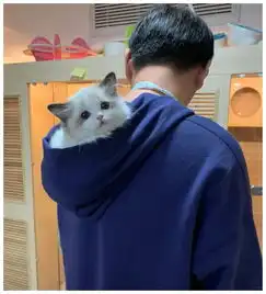 喵星当之无愧的小仙女,天生一张明星脸,王思聪都被它迷住